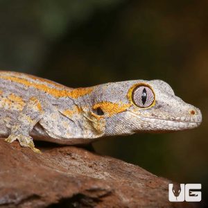 Baby Orange Striped Gargoyle Gecko | Buy Orange Gargoyle Gecko