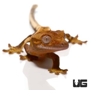 Baby Red Base Quadstripe Crested Gecko | Red Base Quadstripe Gecko