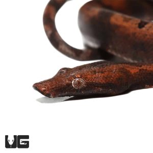 Baby Red Indonesian Tree Boa | Buy Red Indonesian Tree Boa