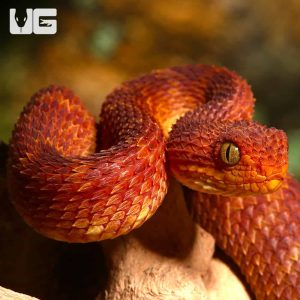 Baby Red Squamigera Bush Viper | Buy Red Squamigera Bush Viper
