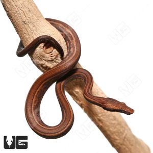 C.B. Baby Striped Indonesian Tree Boa | Buy Indonesian Tree Boa