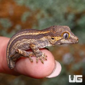 Baby Tailless Striped Gargoyle Gecko | Buy Tailless Striped Gargoyle Gecko