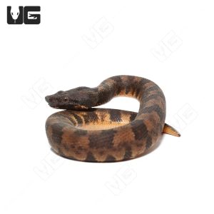 C.B. Baby Viper Boa #1 | Buy C.B. Baby Viper Boa #1 Online