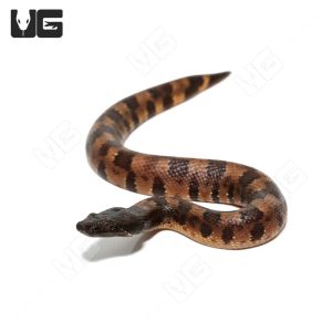 C.B. Baby Viper Boa #2 | Buy C.B. Baby Viper Boa Online In USA