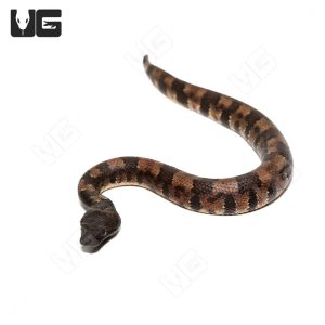C.B. Baby Viper Boa #4 | Where To Buy C.B. Baby Viper Boa #4