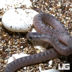 Baby West African Egg Eating Snake | Egg Eating Snake For Sale
