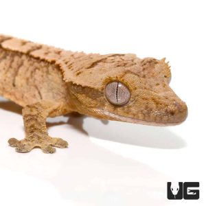 Baby Yellow Base Tiger Crested Gecko | Buy Yellow Crested Gecko