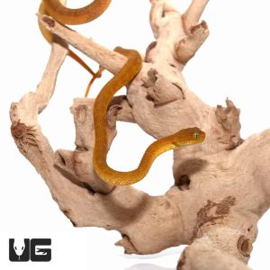 Baby Yellow Orange Squamigera Bush Viper | Buy Squamigera Bush Viper Online In USA