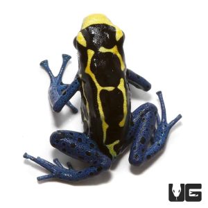 Bakhuis Dart Frog | Buy Bakhuis Dart Frog Online
