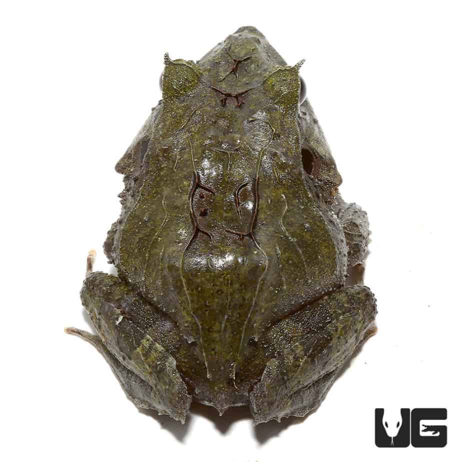 Blue Moss Eyelash Frog - Image 2