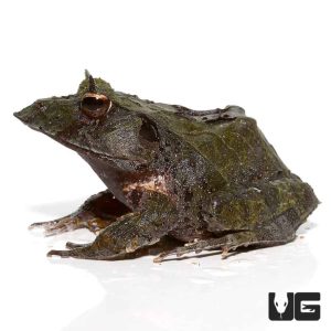 Blue Moss Eyelash Frog | Buy Blue Moss Eyelash Frog