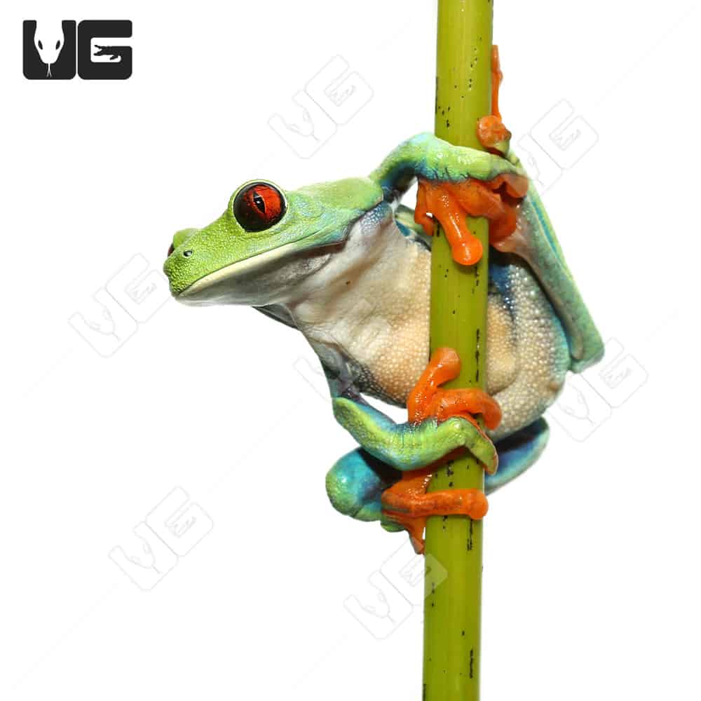 Frosted Blue Red Eye Tree Frog - Image 3