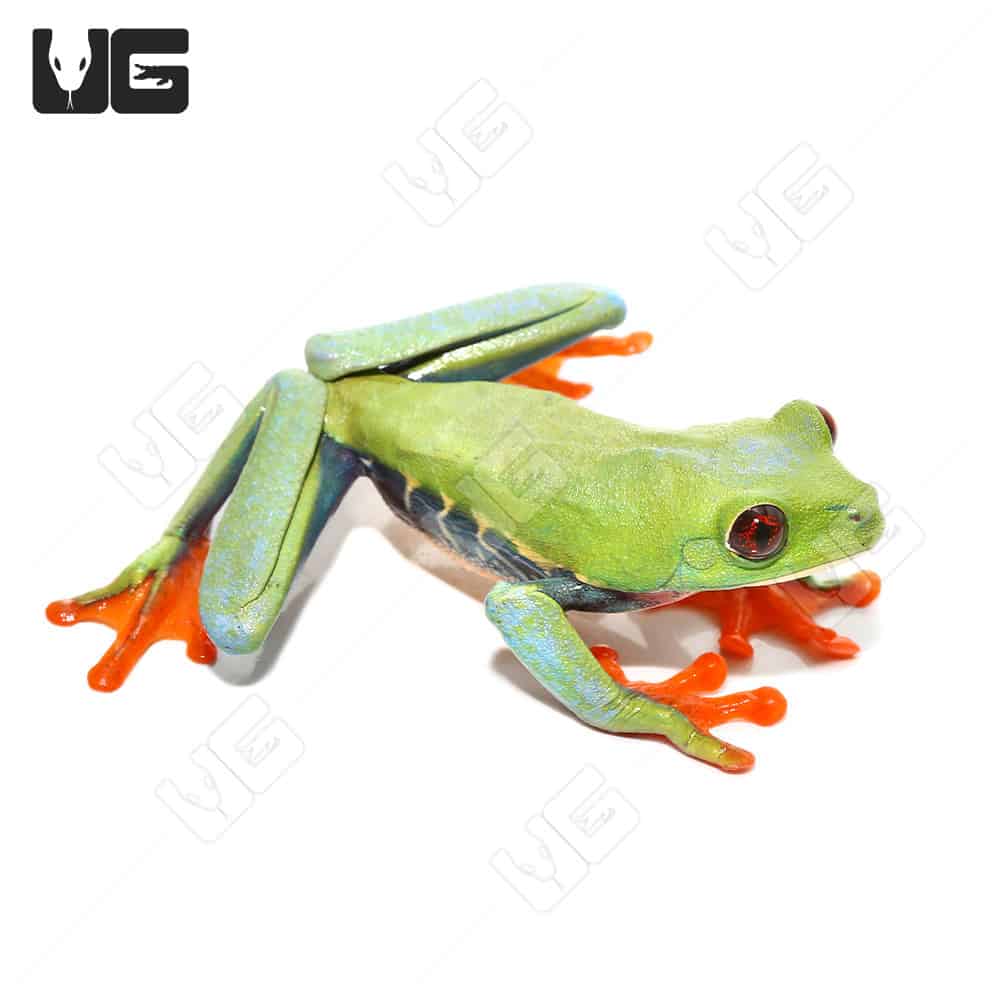 Frosted Blue Red Eye Tree Frog | Buy Blue Red Eye Tree Frog