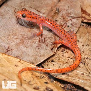 Cave Salamander | Cave Salamander For Sale