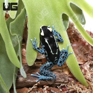 C.B. Adult Powder Blue Tinctorius Dart Frog | Buy C.B. Adult Powder Blue Tinctorius Dart Frog