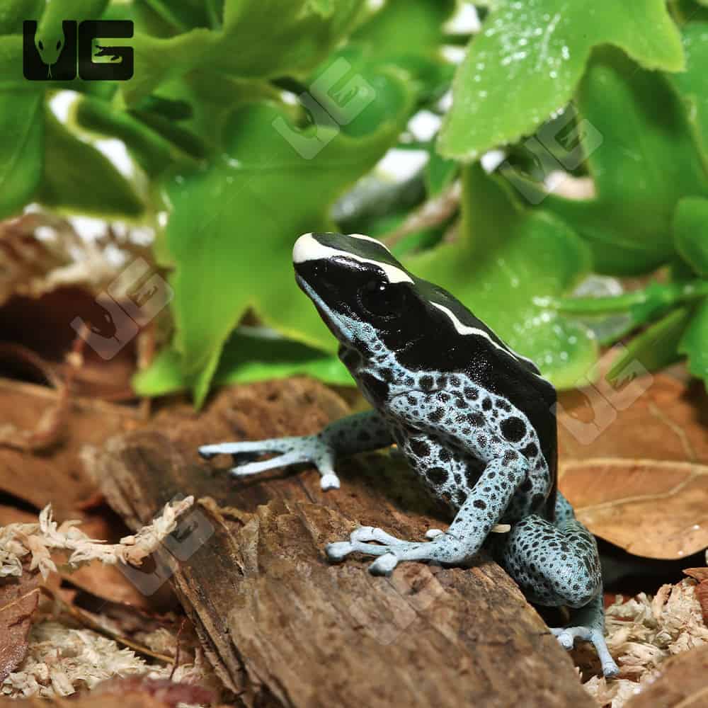 C.B. Adult Powder Blue Tinctorius Dart Frog - Image 2