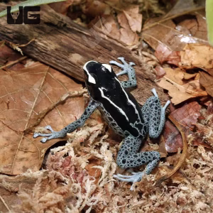 C.B. Adult Powder Grey Tinctorius Dart Frog | Under ground Reptile | Powder Grey Tinctorius Dart Frog For Sale