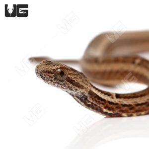 C.B Baby Asian Mock Viper | Buy C.B Baby Asian Mock Viper