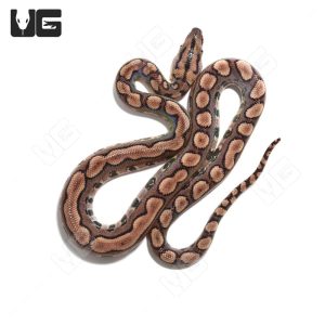 C.B. Baby Striped Brazilian Rainbow Boa | Buy C.B. Baby Striped Brazilian Rainbow Boa