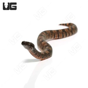 C.B. Baby Red Belly Viper Boa #6 | Buy C.B. Red Belly Viper Boa