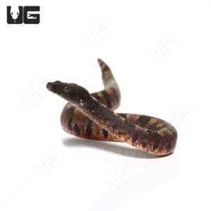 C.B. Baby Viper Boa #7 | Buy C.B. Baby Viper Boa #7 Online