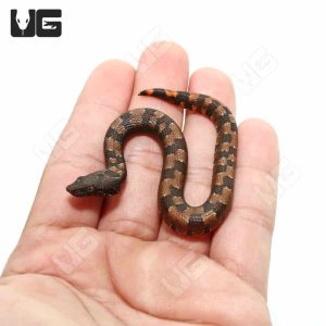 C.B. Baby Viper Boa | Buy C.B. Baby Viper Boa Online