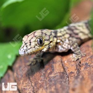 Baby Chameleon Gecko | Buy Baby Chameleon Gecko