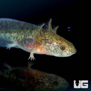 Copper Axolotl | Copper Axolotl For Sale