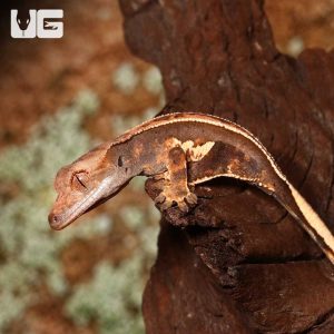 Baby White Wall Full Pinstripe Crested Gecko | Pinstripe Crested | Buy Pinstripe Crested Gecko Online