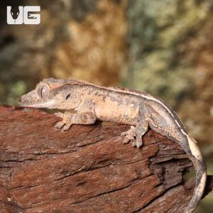 Baby Harlequin Partial Pinstripe Crested Gecko