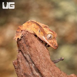 Baby Harlequin Full Pinstripe Crested Gecko | Buy Baby Harlequin Full Pinstripe Crested Gecko
