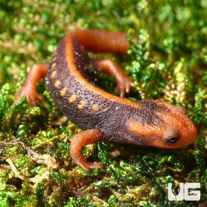 Emperor Newt | Emperor Newt For Sale