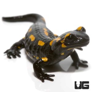 Fire Salamander | Fire Salamander For Sale