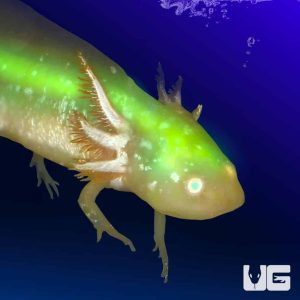 GFP Golden Albino Axolotl | GFP Golden Albino Axolotl For Sale