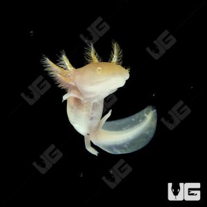 Golden Albino Axolotl | Golden Albino Axolotl For Sale