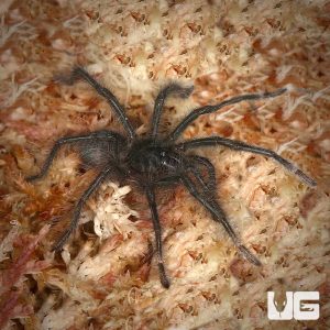 Goliath Birdeater Tarantula (1.5 – 2”) | Goliath Birdeater Tarantula