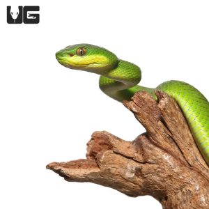 Baby Green Komodo Island Viper | Buy Green Komodo Island Viper