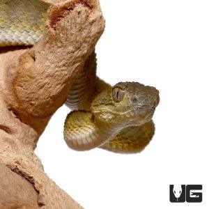 Baby Green Squamigera Bush Viper | Green Squamigera Bush Viper