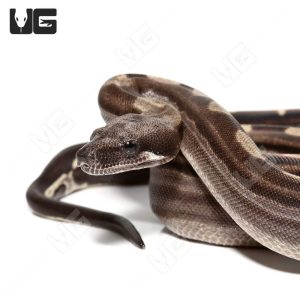 Male Motley Het Snow (Kahl/Anery Type 1) Boa #4 | Buy Male Motley Het Snow (Kahl/Anery Type 1) Boa #4 Online