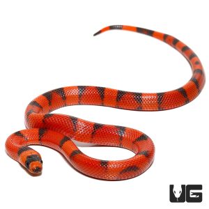 Baby Hypo Tangerine Honduran Milksnake | Buy Baby Hypo Tangerine Honduran Milksnake Online