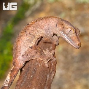 Juvenile Dalmatian Crested Gecko | Buy Juvenile Dalmatian Gecko