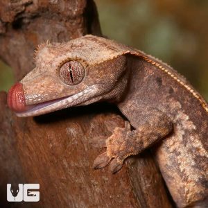 Juvenile Partial Pinstripe Crested Gecko | Juvenile Pinstripe Gecko