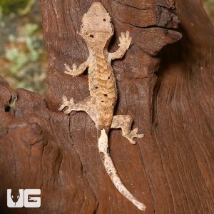 Baby Tiger Dalmatian Crested Gecko | Buy Tiger Dalmatian Gecko