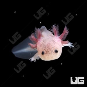 Leucistic Axolotl | Leucistic Axolotl For Sale