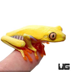Lutino Red Eyed Tree Frog | Buy Lutino Red Eyed Tree Frog
