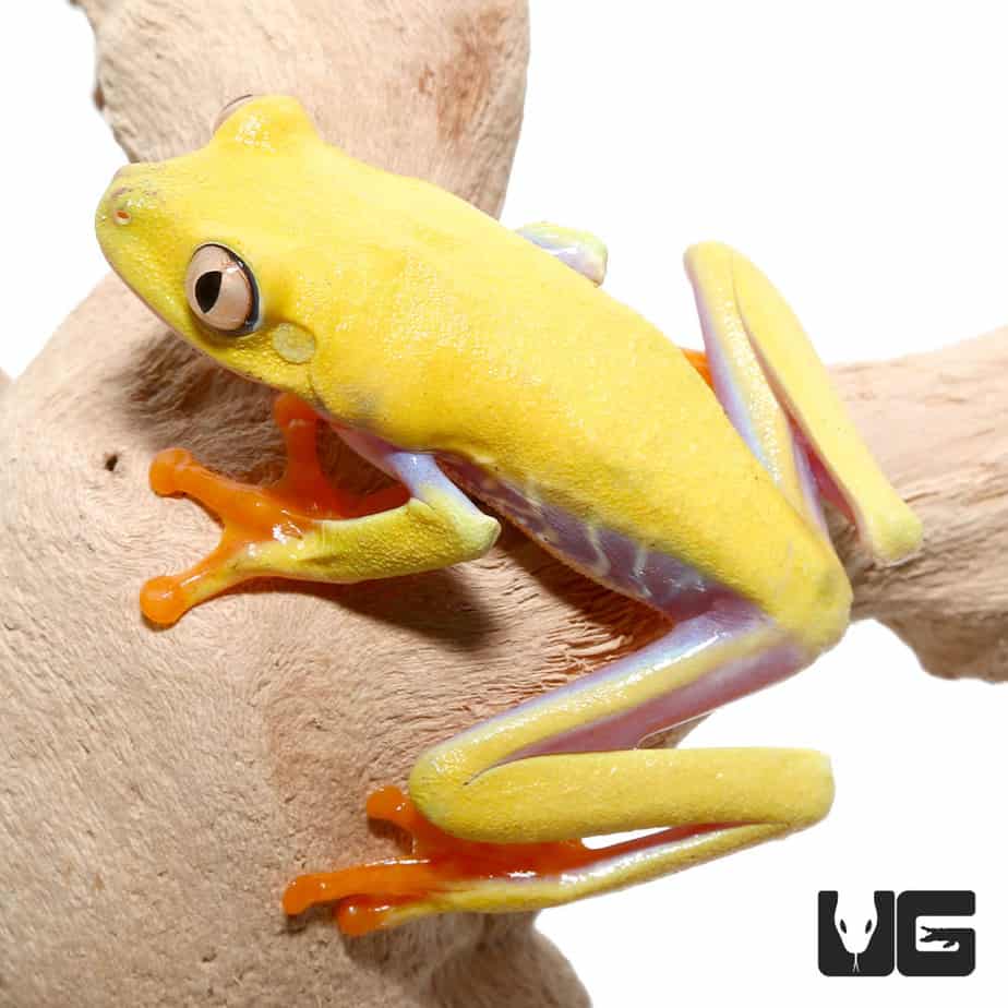 Lutino Red Eyed Tree Frog - Image 2
