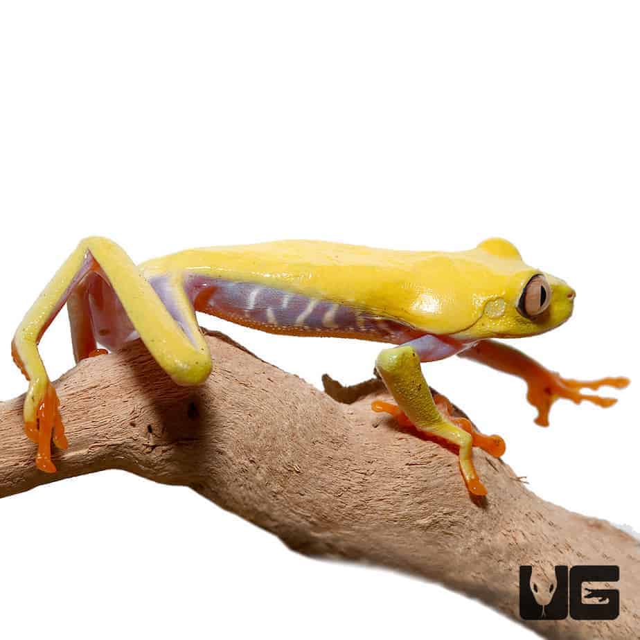 Lutino Red Eyed Tree Frog - Image 3