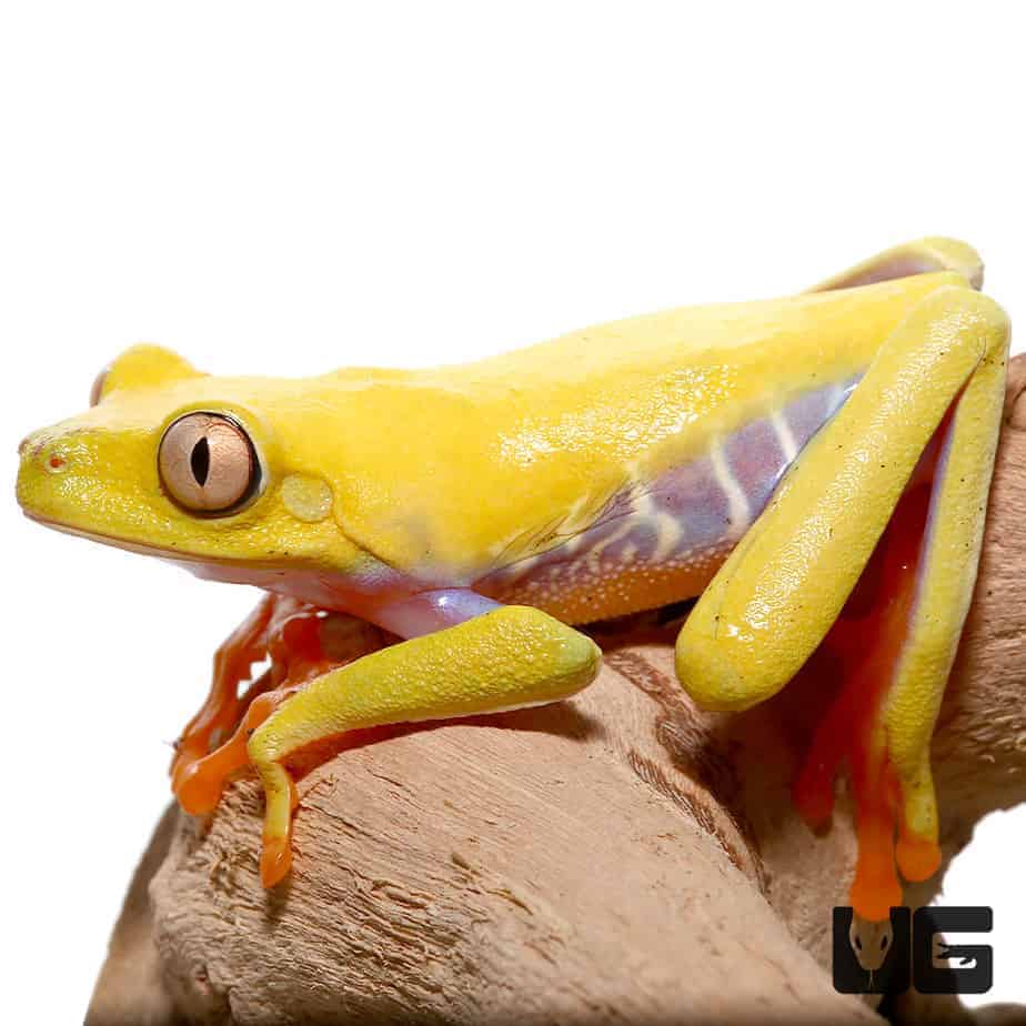 Lutino Red Eyed Tree Frog - Image 4
