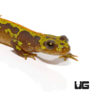 Marbled Newt | Marbled Newt For Sale | European Marbled Newt