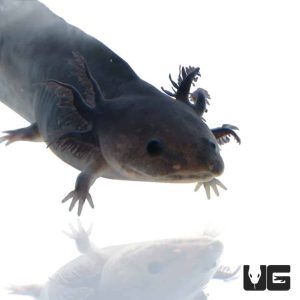 Melanoid Axolotl | Melanoid Axolotl For Sale